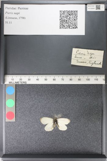 Media type: image;   Entomology 126899